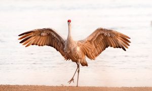 Sandhill Crane in Nebraska