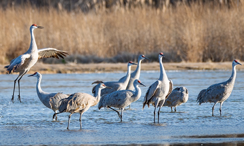 Sandhill Crane Migration in Nebraska