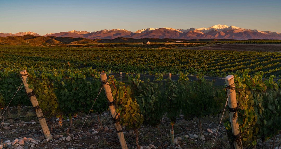 Susana Balbo Wines