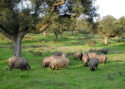 Rooted and Cultivated: Portugal