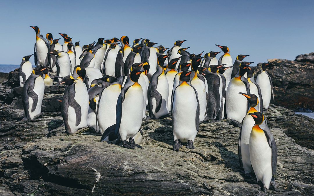 Antarctica