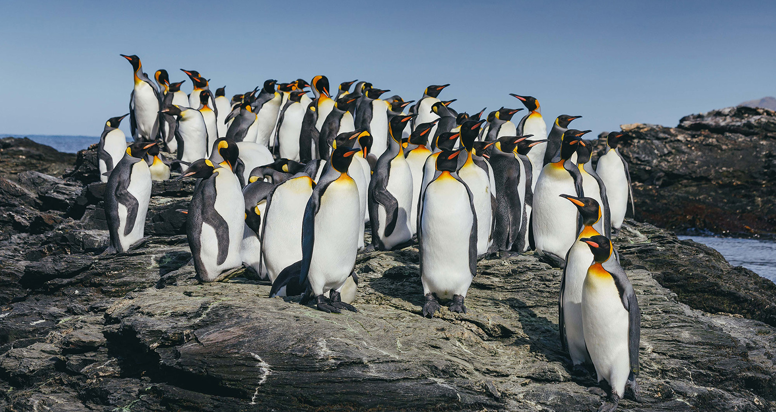 SouthGeorgia-ANT__21A0448_DavidMerron Antarctica a group of penguins on rocks Antarctica