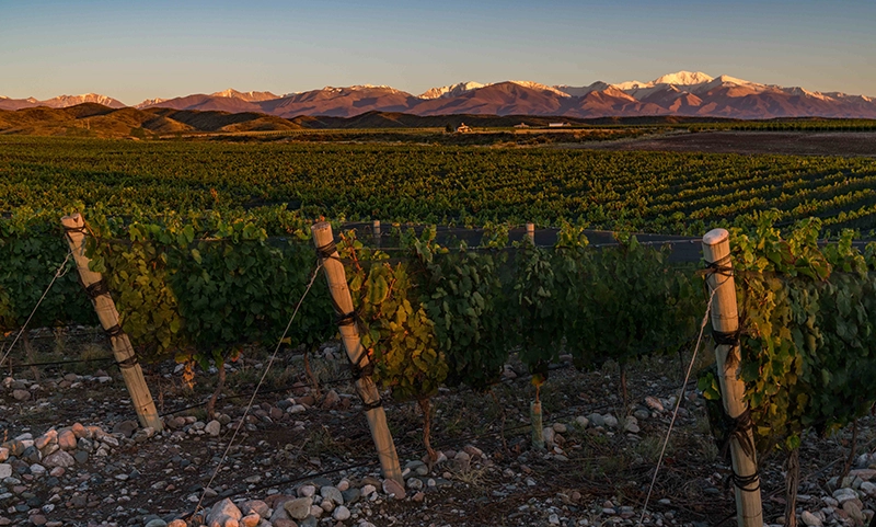Local Wine Grapes Vineyard in Mendoza, Argentina, with the Andes illustrating the relationship between local wine grapes and terroir.